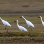 Siberian Cranes (image by Mark Beaman)