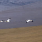 Siberian Cranes (image by Mark Beaman)