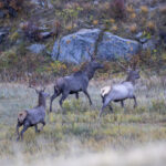 'Siberian' Elk (image by Mark Beaman)