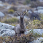 'Siberian' Elk (image by Mark Beaman)