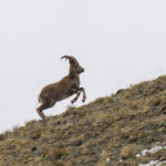 Siberian Ibex (image by Mark Beaman)