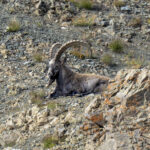 Siberian Ibex (image by Mark Beaman)