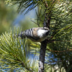 Siberian Tit or Grey-headed Chickadee (image by Mark Beaman)