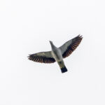 Silvery Pigeon (image by Pete Morris)