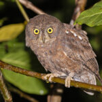 Simeulue Scops Owl (image by Pete Morris)