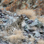 If only our Snow Leopards had been as close as this one! (image by Mark Beaman)