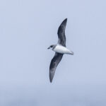 Soft-plumaged Petrel (image by Mark Beaman)