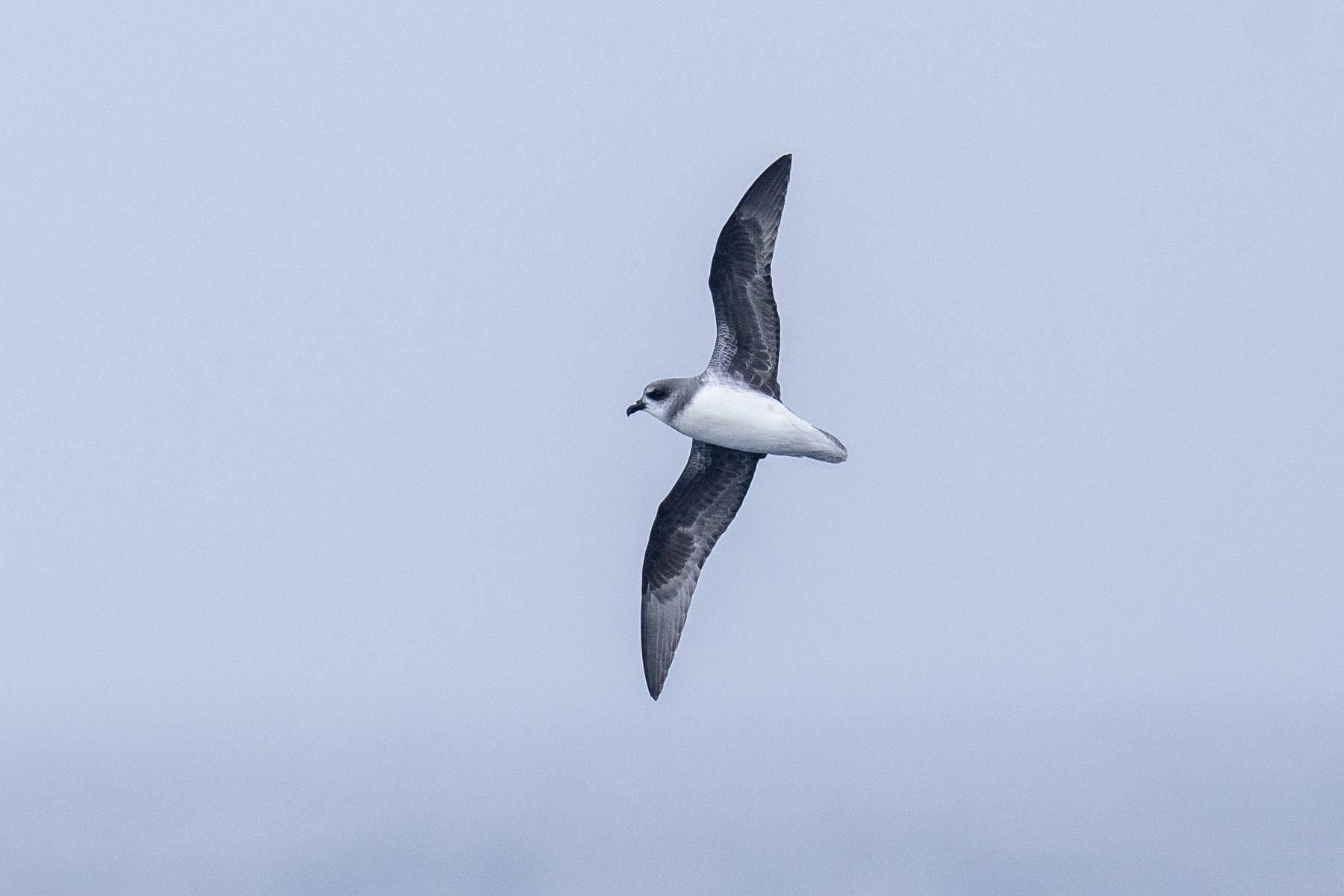 Soft-plumaged Petrel (image by Mark Beaman)