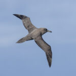Sooty Albatross (image by Mark Beaman)