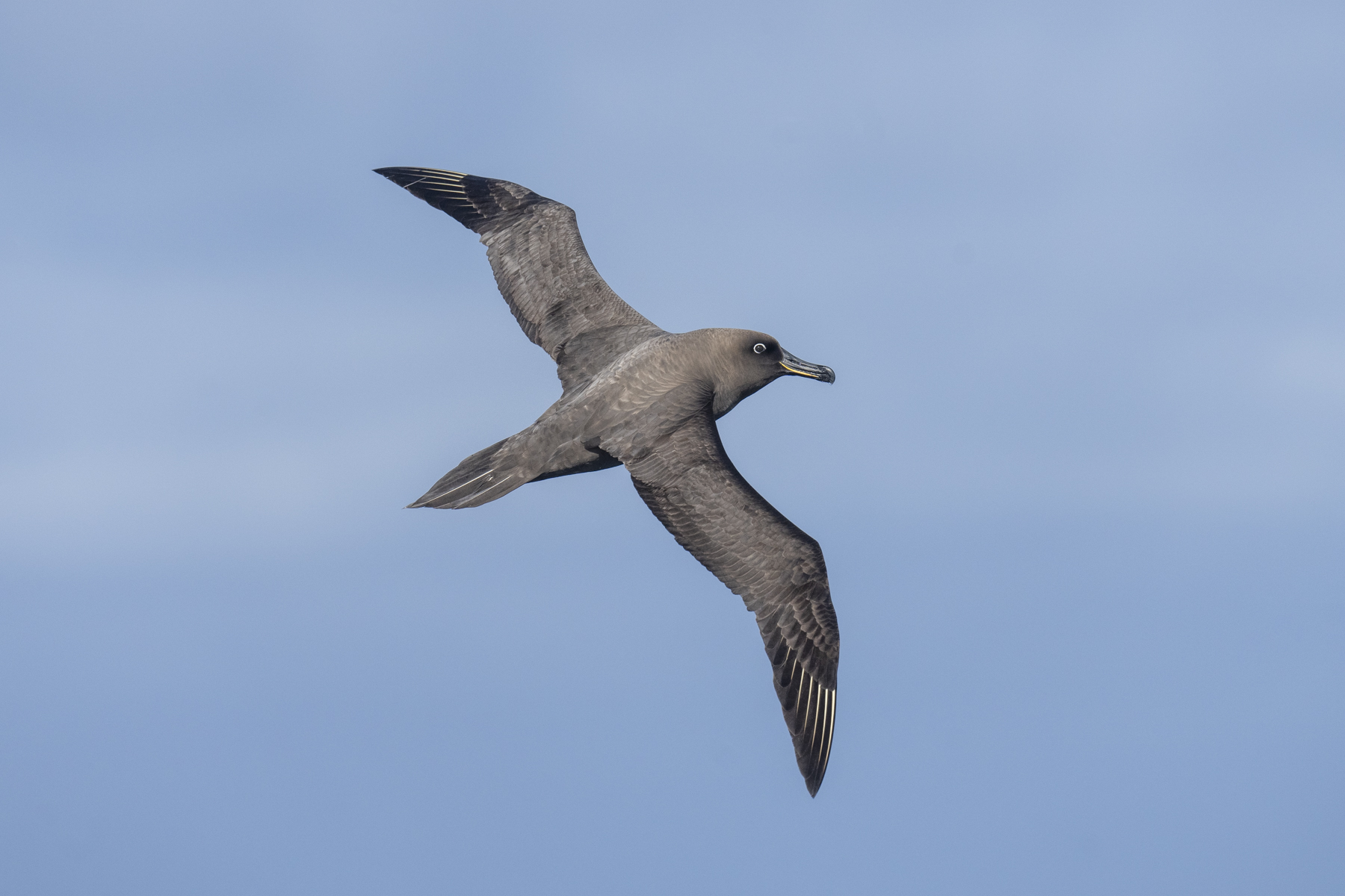 Sooty Albatross (image by Mark Beaman)