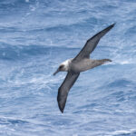 Sooty Albatross immature (image by Mark Beaman)