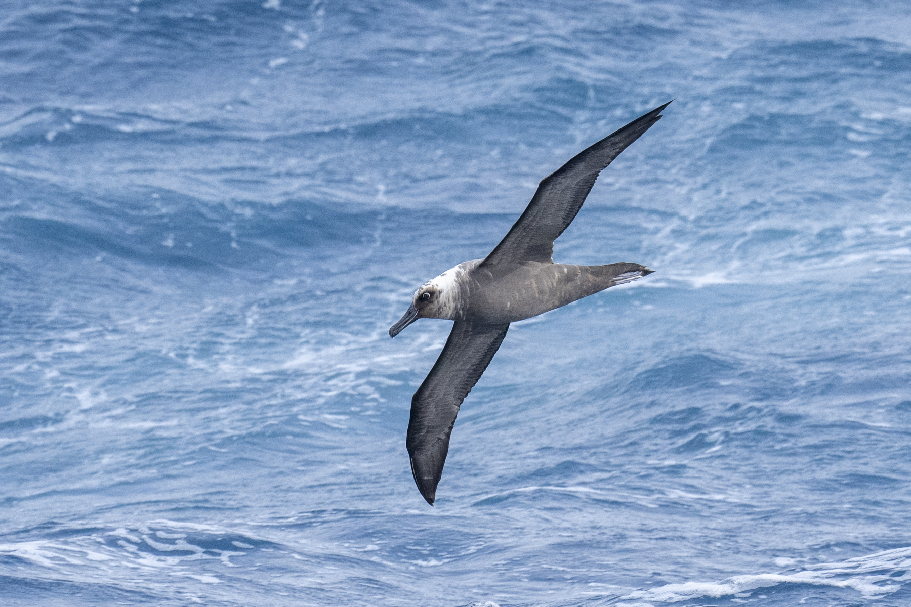 Sooty Albatross immature (image by Mark Beaman)