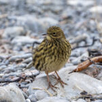 South Georgia Pipit (image by Mark Beaman)