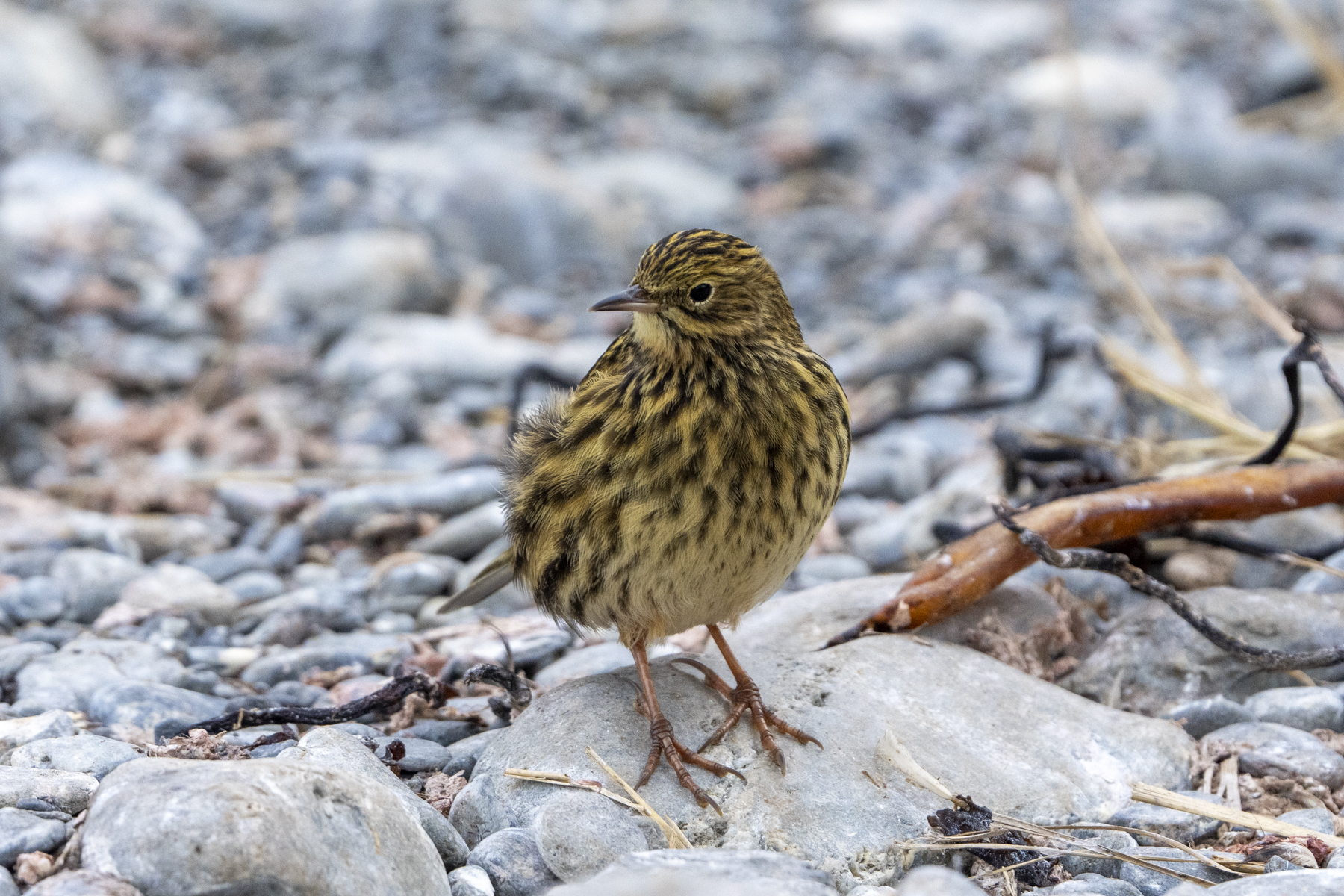 South Georgia Pipit (image by Mark Beaman)