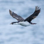 South Georgia Shag (image by Mark Beaman)
