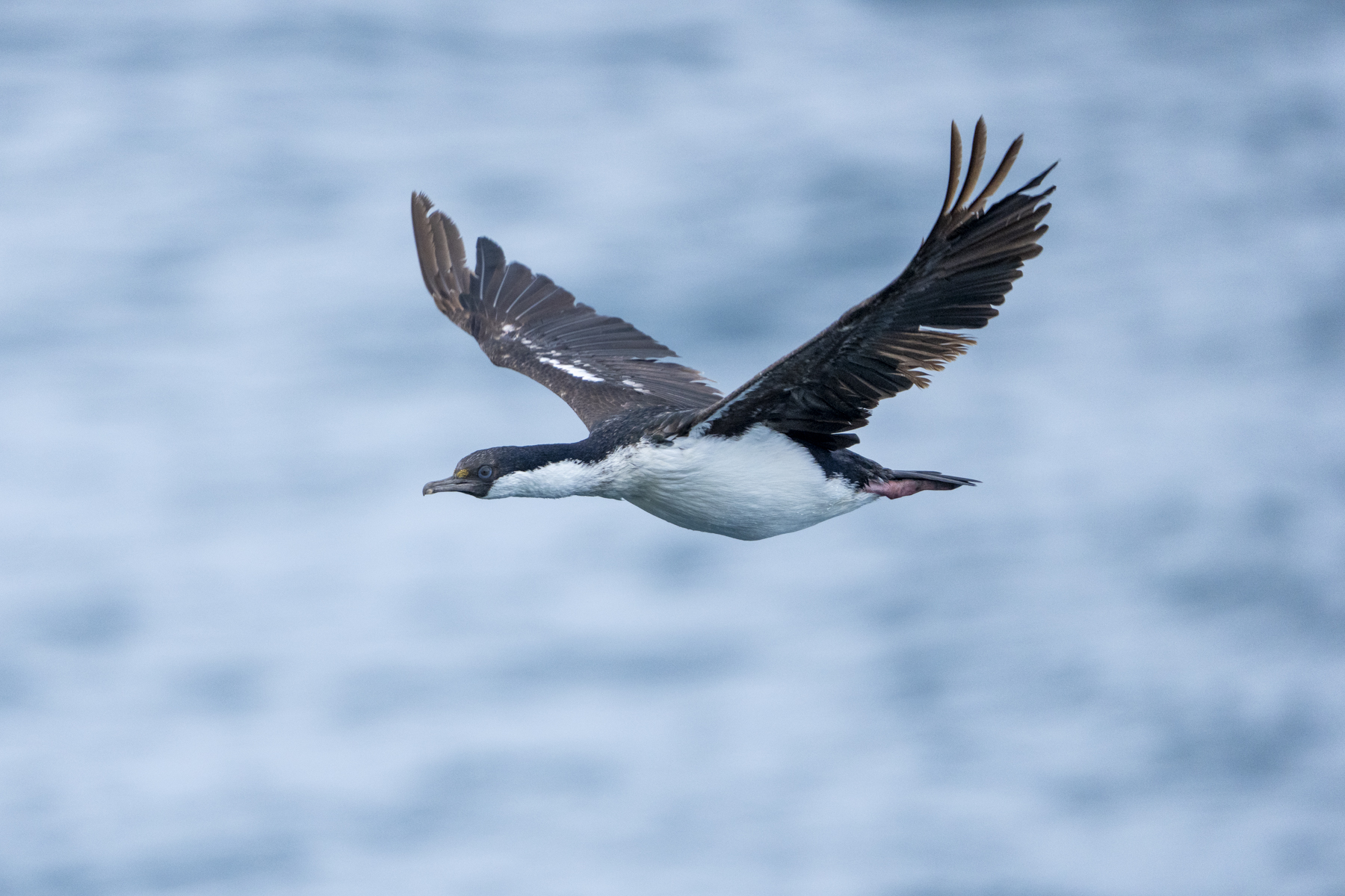 South Georgia Shag (image by Mark Beaman)
