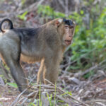 Southern Pig-tailed Macaque (image by Pete Morris)