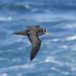 Spectacled Petrel (image by Mark Beaman)