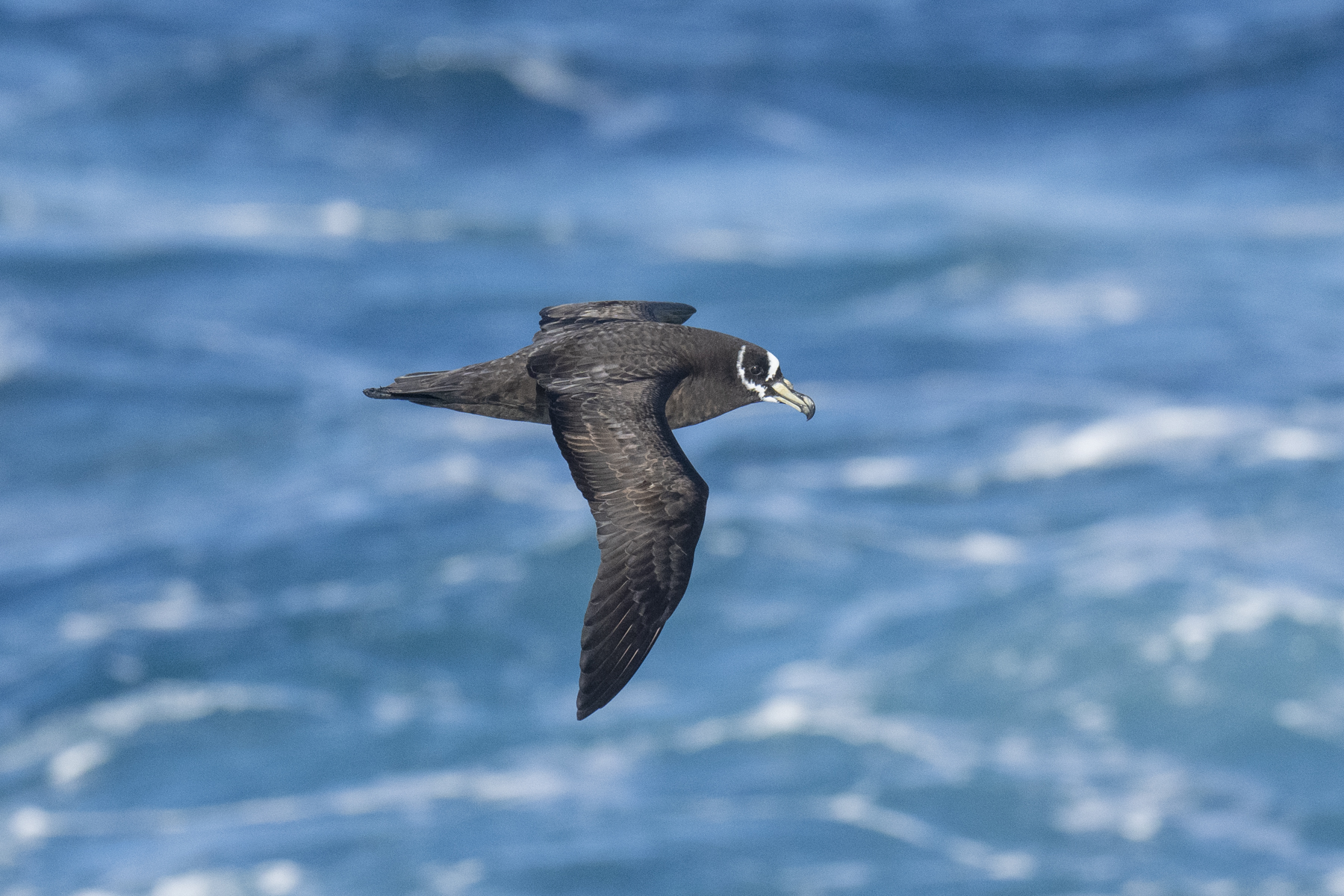 Spectacled Petrel (image by Mark Beaman)
