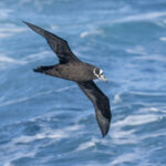 Spectacled Petrel (image by Mark Beaman)