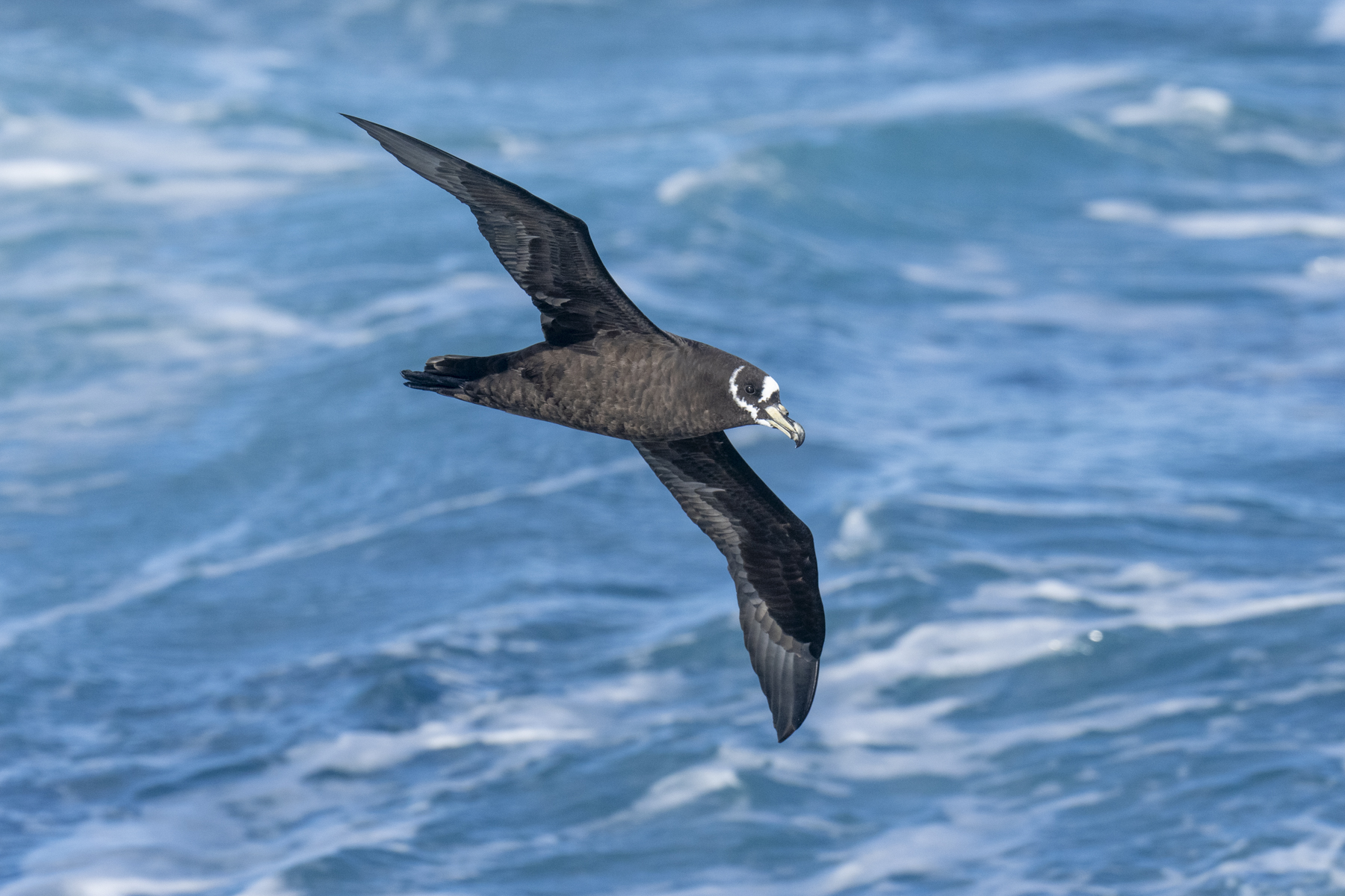 Spectacled Petrel (image by Mark Beaman)