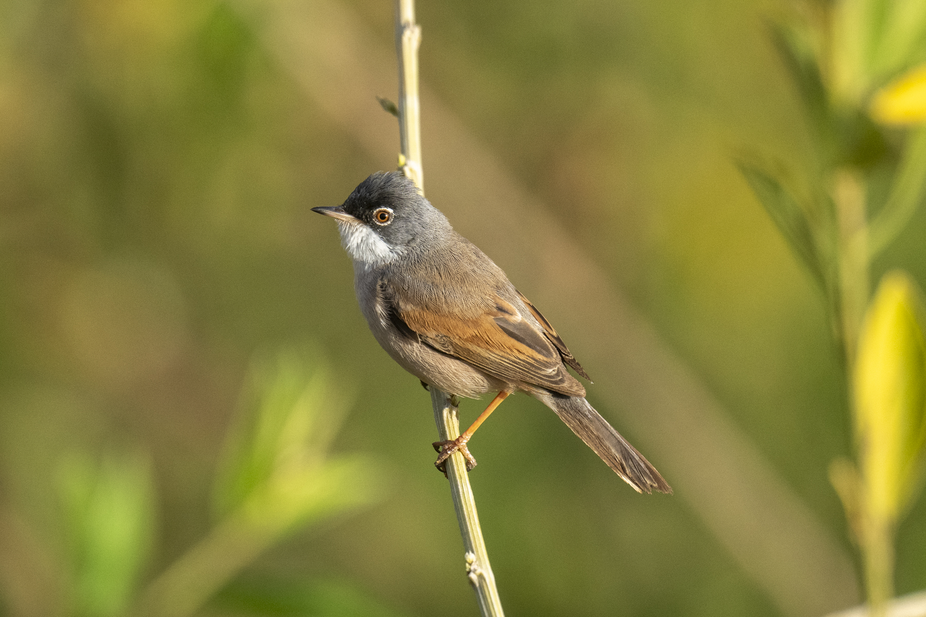 Spectacled Warbler (image by Mark Beaman)