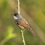 Spectacled Warbler (image by Mark Beaman)
