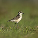 St Helena Plover or Wirebird (image by Mark Beaman)