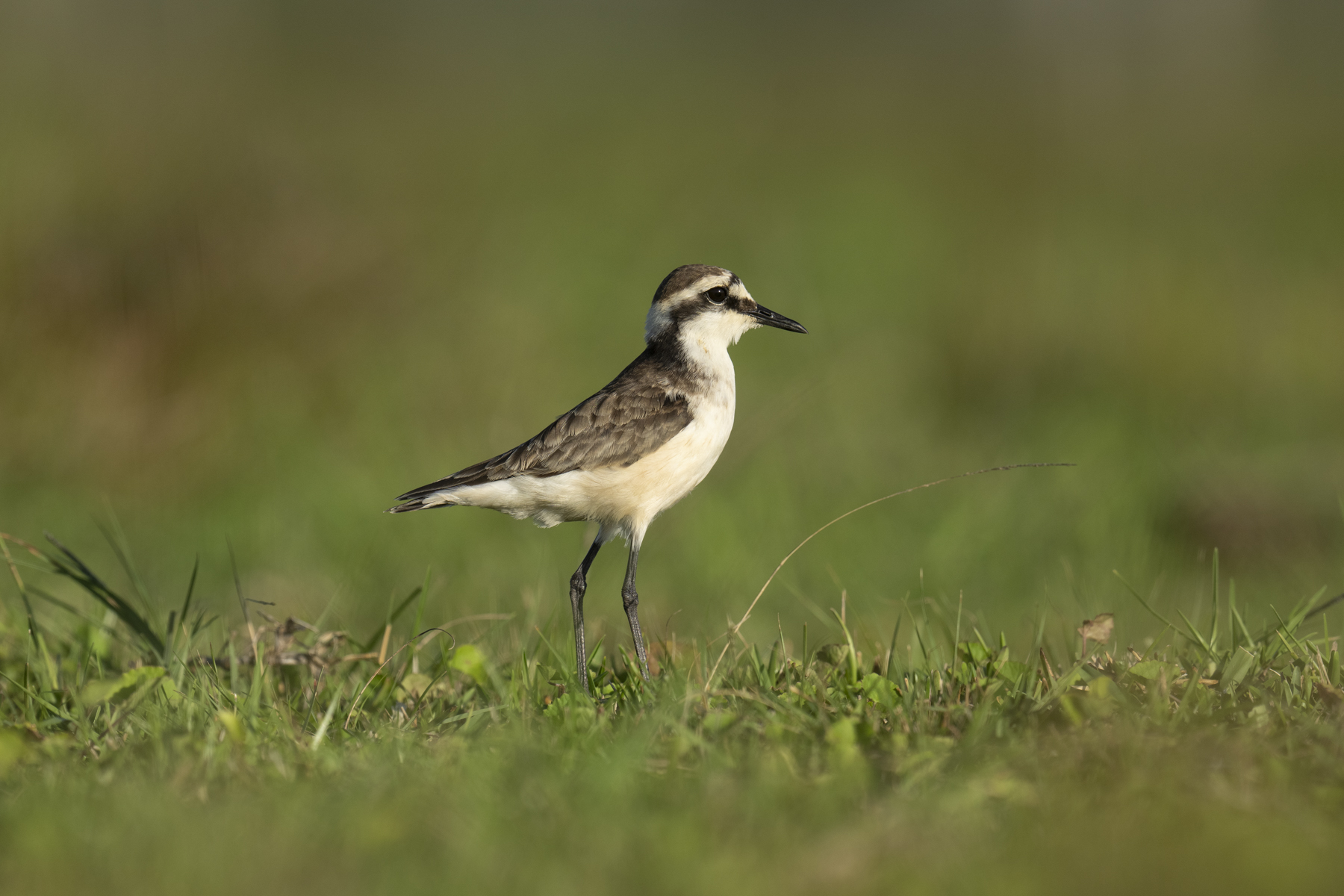 St Helena Plover or Wirebird (image by Mark Beaman)