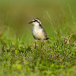 St Helena Plover or Wirebird (image by Mark Beaman)