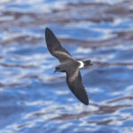 'St Helena' Storm Petrel (image by Mark Beaman)