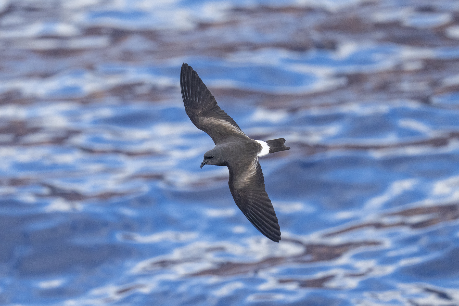 'St Helena' Storm Petrel (image by Mark Beaman)