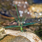 Stream Glory Damselfly (image by Pete Morris)