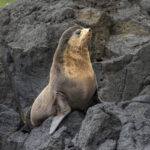 Subantarctic Fur Seal (image by Mark Beaman)