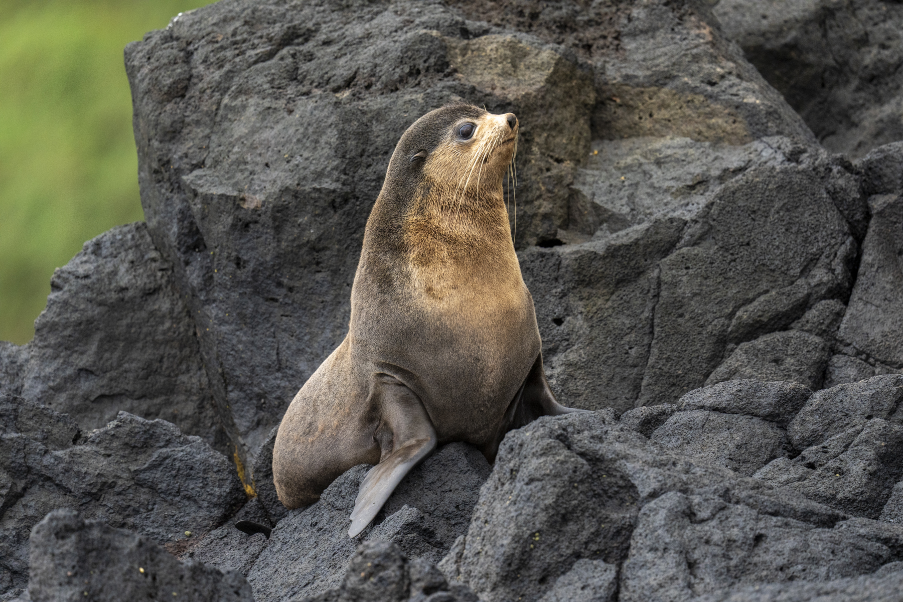 Subantarctic Fur Seal (image by Mark Beaman)