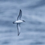 Subantarctic Shearwater (image by Mark Beaman)