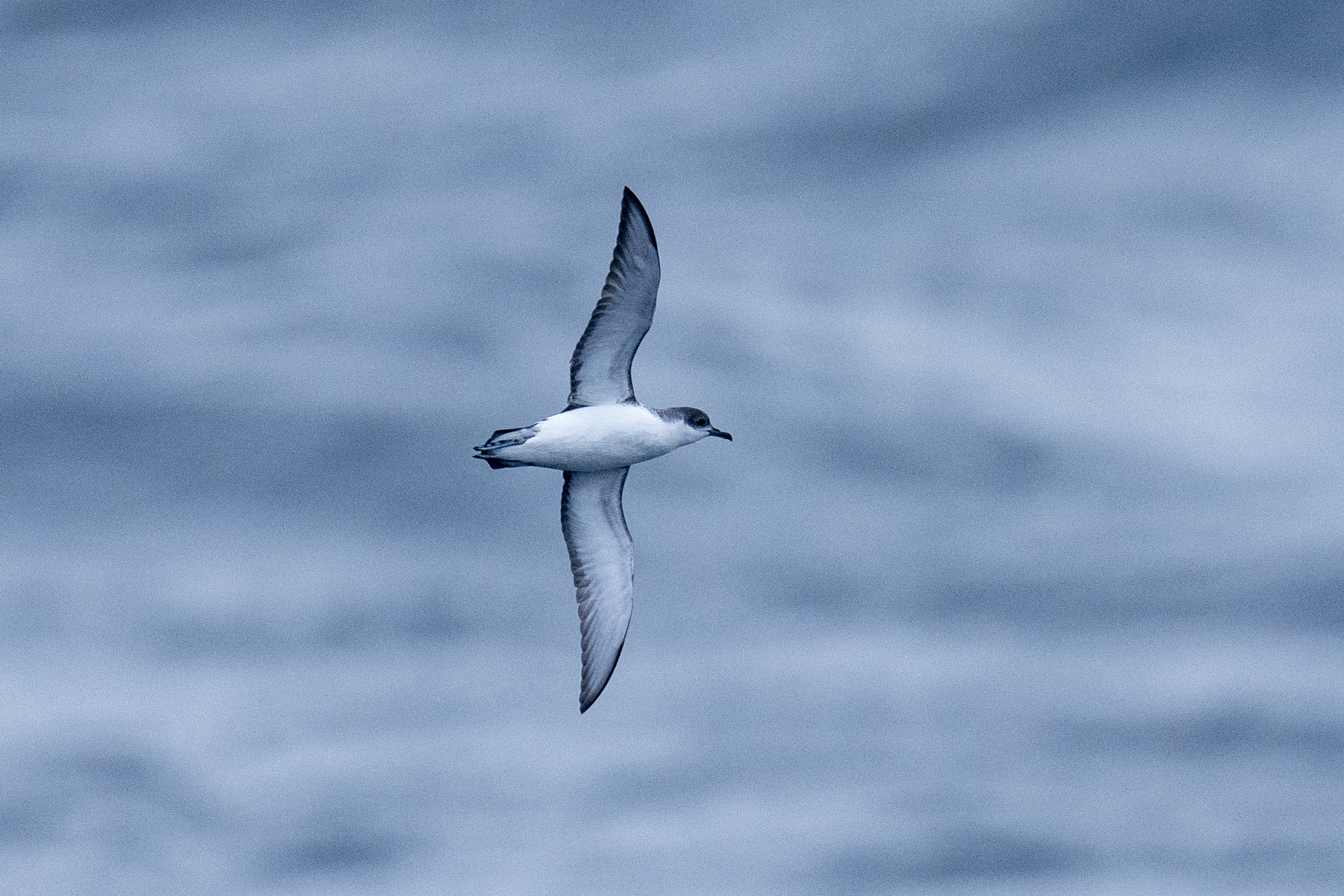 Subantarctic Shearwater (image by Mark Beaman)