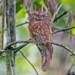 Sumatran Frogmouth (image by Pete Morris)