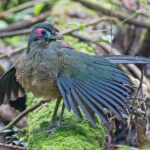 Sumatran Ground Cuckoo (image by Pete Morris)