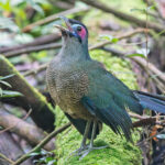 Sumatran Ground Cuckoo (image by Pete Morris)