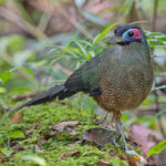 Sumatran Ground Cuckoo (image by Pete Morris)