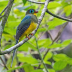 Sumatran Trogon (image by Pete Morris)
