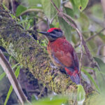 Sumatran Woodpecker (image by Pete Morris)