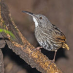 Sumatran Wren-Babbler (image by Pete Morris)