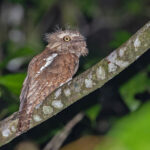 Sunda Frogmouth (image by Pete Morris)