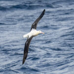Tristan Albatross male (image by Mark Beaman)