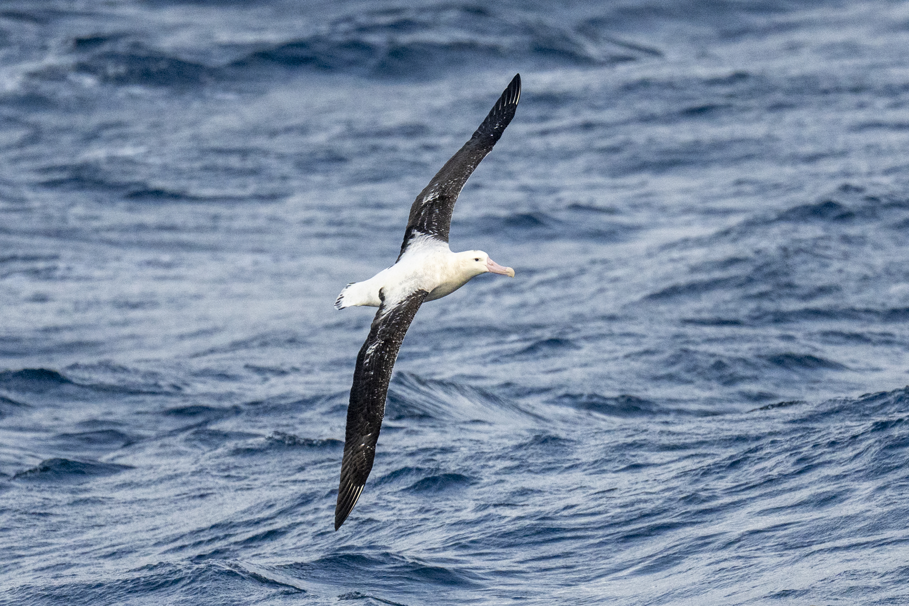 Tristan Albatross male (image by Mark Beaman)