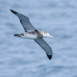 Tristan Albatross subadult female (image by Mark Beaman)