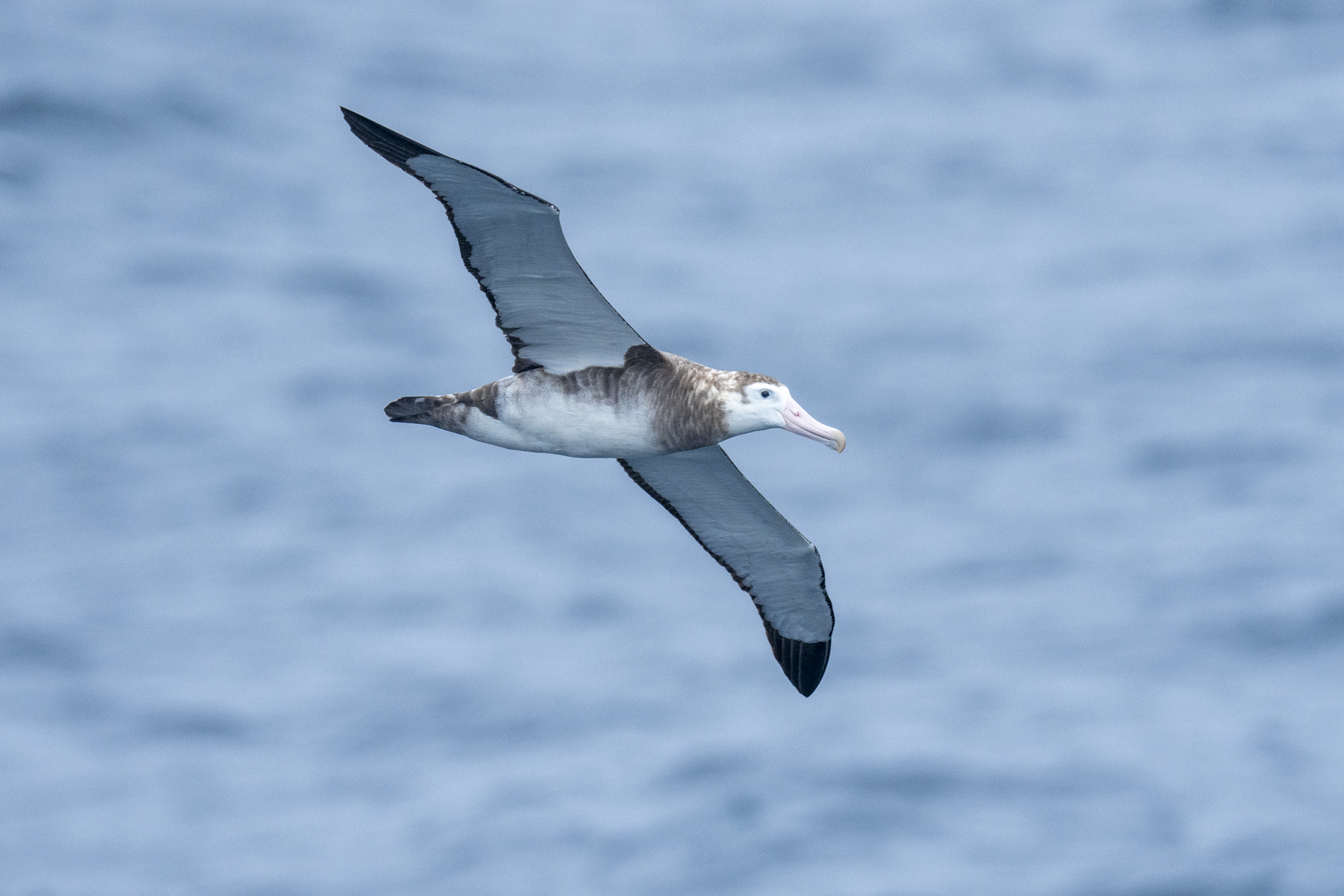 Tristan Albatross subadult female (image by Mark Beaman)