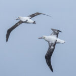 Tristan Albatross males (image by Mark Beaman)
